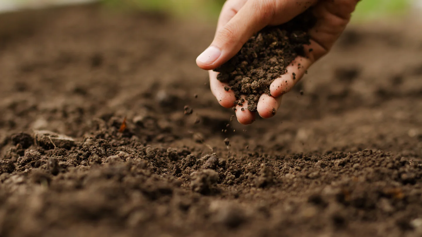 A hand reaching for and grabbing soil