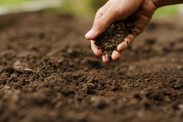 A hand reaching for and grabbing soil