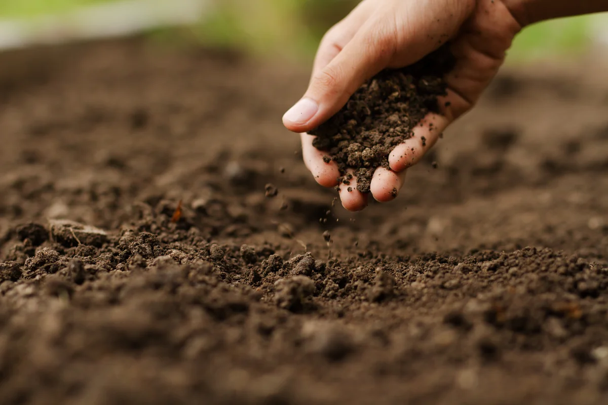 A hand reaching for and grabbing soil