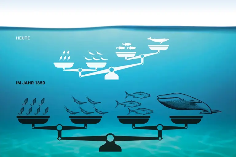 A comparative infographic on the oceanic biomass balance. It shows a balanced scale with organisms of all sizes balancing each other out in 1850 and compares that with a balance where small marine life outweighs larger oceanic fish and mammals today.
